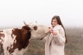 Happy smiling brunette girl in white coat stands among the meadow in fog and feeds a cow with a flower Royalty Free Stock Photo