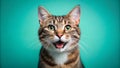 Happy Smiling Cat on Blue-Green Background Royalty Free Stock Photo