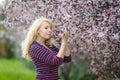 Happy smiling Caucasian blond woman with long hair smiles and happy near blossoming plum cherry tree, enjoys the blossom. Looking Royalty Free Stock Photo