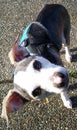 Happy Smiling Chester Buddy with head tilt, Chihuahua and Whippet mix male Dog