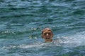 Happy smiling child boy have fun swimming in sea on sunny summer day. Holiday, family beach vacation Royalty Free Stock Photo