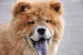 Happy Smiling Chow Chow Dog Royalty Free Stock Photo