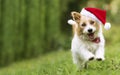 Happy smiling christmas santa pet dog puppy running in the grass Royalty Free Stock Photo