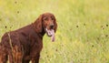 Happy smiling cute irish setter pet dog puppy in summer