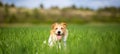 Happy smiling dog panting in the nature meadow grass Royalty Free Stock Photo