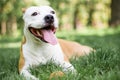 Happy smiling Dog Portrait, bokeh background