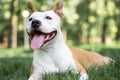 Happy smiling Dog Portrait, bokeh background