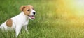 Happy smiling dog puppy sitting in the grass Royalty Free Stock Photo