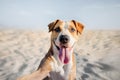 Happy smiling dog taking self portrait on the beach. Royalty Free Stock Photo