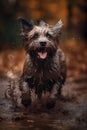 Happy smiling dog, very wet and muddy, running towards the camera, autumn, fall Royalty Free Stock Photo
