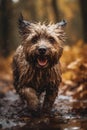 Happy smiling dog, very wet and muddy, running towards the camera, autumn, fall