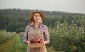 Happy smiling female farmer worker crop picking fresh ripe apples in orchard garden during autumn harvest. Harvesting time Royalty Free Stock Photo