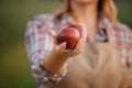 Happy smiling female farmer worker holding picking fresh ripe apples in orchard garden during autumn harvest. Harvesting time Royalty Free Stock Photo