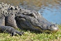 Happy Smiling Gator Royalty Free Stock Photo