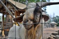 Happy smiling goat in a small farm