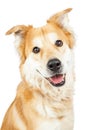 Happy Smiling Golden Retriever Crossbreed Dog Royalty Free Stock Photo