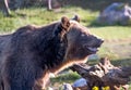 Happy smiling Grizzly bear in Montana