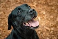 Happy smiling labrador dog face close up photo on orange autumn leaves Royalty Free Stock Photo