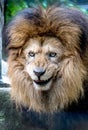 Happy smiling lion portrait says come a little closer Royalty Free Stock Photo