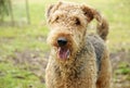 Happy smiling pet dog