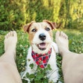 Happy smiling pet dog relaxing with his owner in the grass Royalty Free Stock Photo