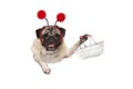 Happy smiling pug puppy dog holding up wire metal shopping basket, wearing red diadem Royalty Free Stock Photo