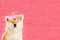 Happy smiling shiba inu dog in front of pink brick wall, funny cartoon zine style
