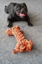 A happy smiling Staffordshire Bull Terrier dog inside lying on a carpet with a large rope bone toy in front of him