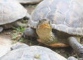 Happy smiling turtle / tortoise