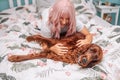 Cheerful smiling girl with pink hair plays with Irish Setter dog in bed early in the morning Royalty Free Stock Photo