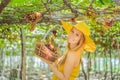 Happy smiling woman with red grapes harvest in basket, sunset vineyard background Royalty Free Stock Photo