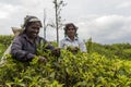 Happy smiling women working on a tea plantation in Sri Lanka Royalty Free Stock Photo