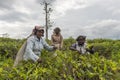 Happy smiling women working on a tea plantation in Sri Lanka Royalty Free Stock Photo