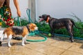 Happy smiling young beagle dog and pit bull dog washing under water jet Royalty Free Stock Photo