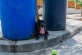 Happy smiling young black Pitbull dog playing with green tennis ball between two blue trash cans Royalty Free Stock Photo