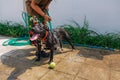 Happy smiling young black Pitbull dog washing under water jet with green tennis ball Royalty Free Stock Photo