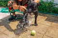 Happy smiling young black Pitbull dog washing under water jet with green tennis ball Royalty Free Stock Photo