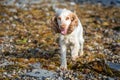 Happy spaniel dog playing on pebble beach with seaweed Royalty Free Stock Photo