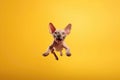 Happy Sphynx Cat In Jumping, In Flight On Yellow Background. Generative AI