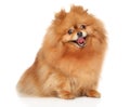 Happy Spitz dog on white background