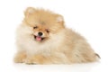 Happy Spitz puppy on white background Royalty Free Stock Photo