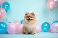 Happy spitz sitting with balloons on blue background