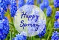 Happy Spring greeting card.Blue Grape hyacinth or Muscari flowers in the garden. Royalty Free Stock Photo