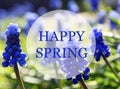 Happy Spring greeting card.Blue Grape hyacinth or Muscari flowers in the garden. Royalty Free Stock Photo