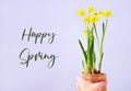 Happy Spring greeting card.Female hand holds yellow narcissus flowers in a pot. White stone wall background. Royalty Free Stock Photo