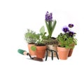 Happy Spring Time Herb Gardening on White Backgrou Royalty Free Stock Photo