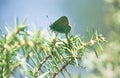 Happy springtime scene with green hairstreak butterfly in a evergreen forest on a juniper bush, Tirol, Austria