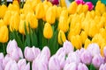 Happy springtime. Tulip festival in city garden. Colorful flowers