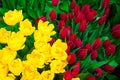 Happy springtime. Tulip festival in city garden. Colorful flowers.