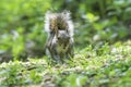 Happy squirel on forest floor.